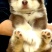 【荐】阿拉斯加犬-阿拉斯加幼犬-阿拉斯加宠物犬-视频挑选
