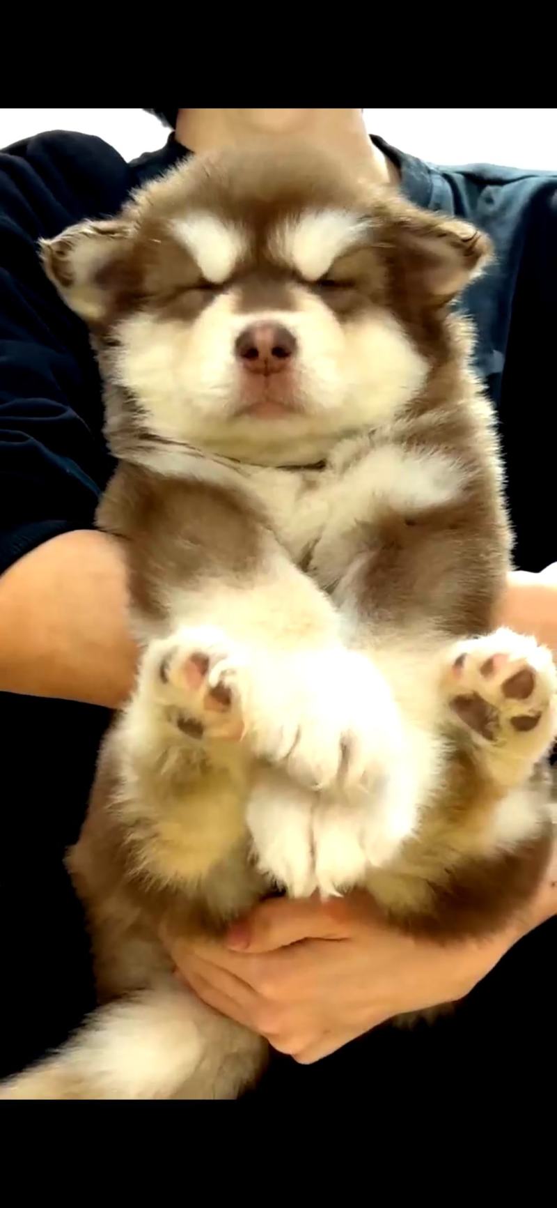 【荐】阿拉斯加犬-阿拉斯加幼犬-阿拉斯加宠物犬-视频挑选