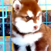 【荐】阿拉斯加犬-阿拉斯加幼犬-阿拉斯加宠物犬-视频挑选