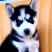哈士奇犬-哈士奇幼犬-哈士奇宠物犬-疫苗齐全，可视频挑选