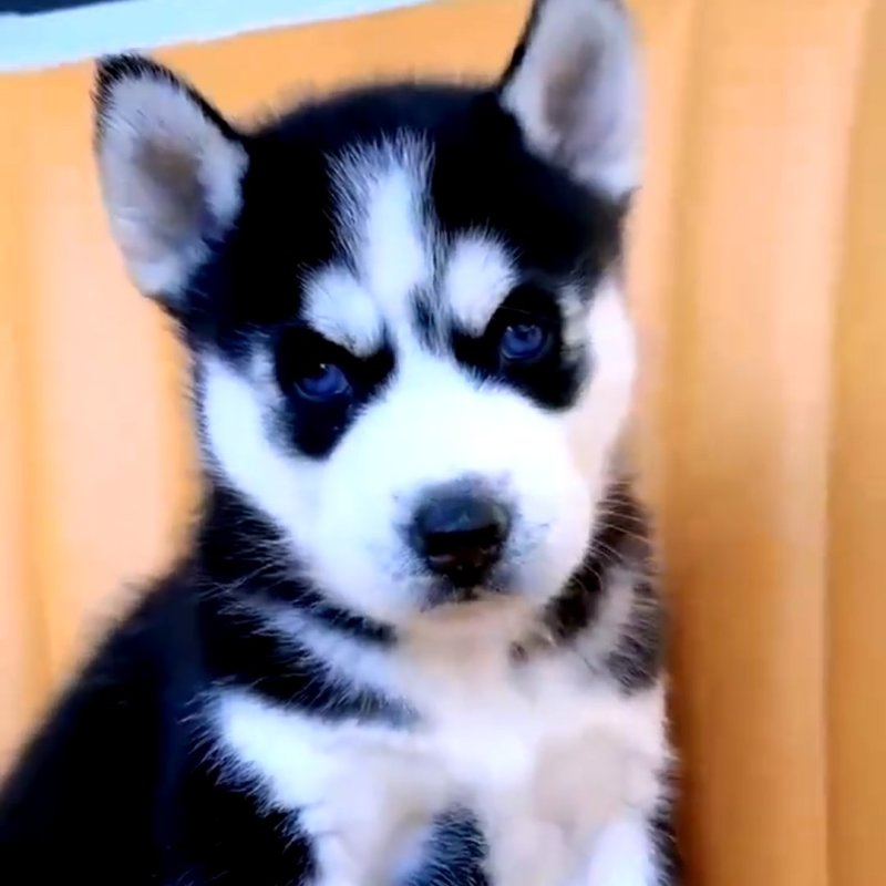 哈士奇犬-哈士奇幼犬-哈士奇宠物犬-疫苗齐全，可视频挑选