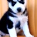哈士奇犬-哈士奇幼犬-哈士奇宠物犬-疫苗齐全，可视频挑选