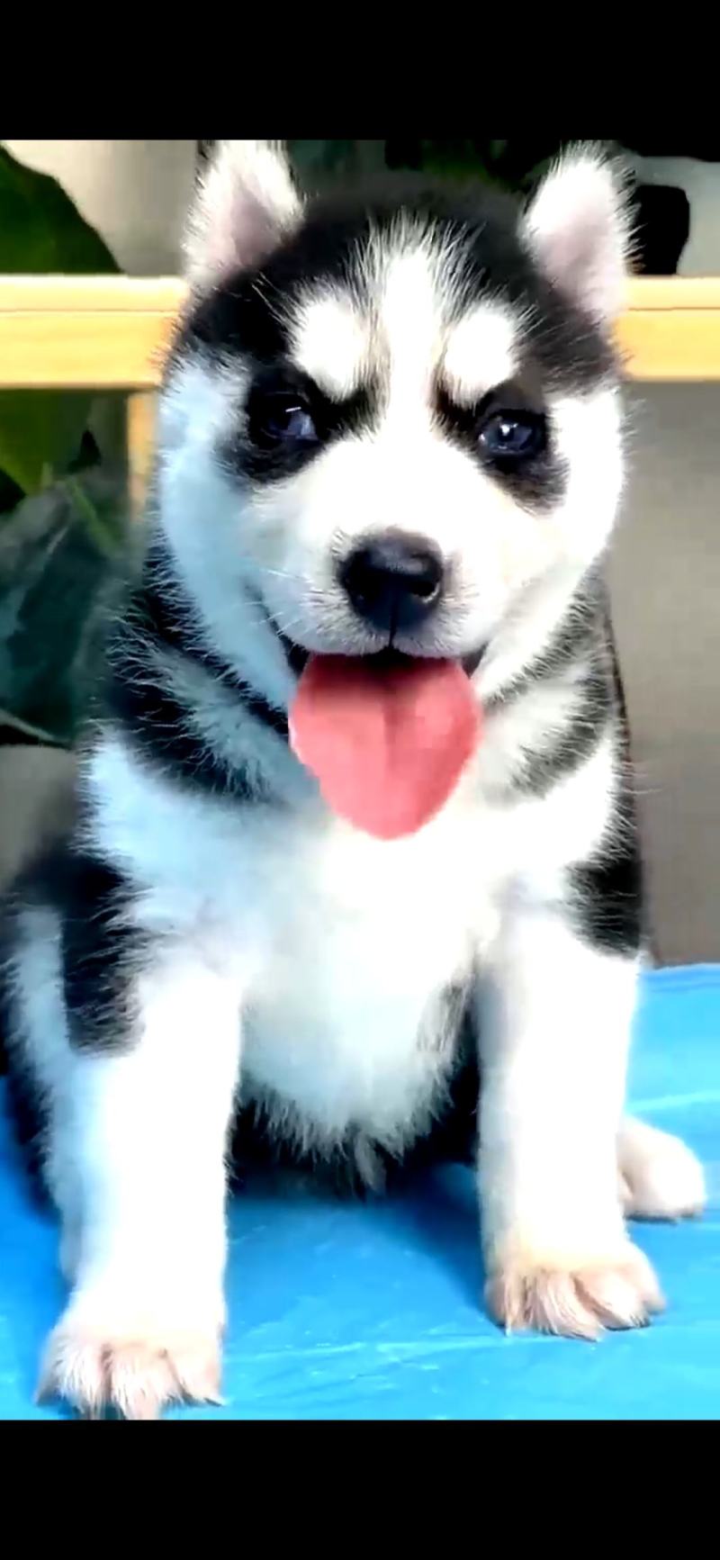 哈士奇犬-哈士奇幼犬-哈士奇宠物犬-疫苗齐全，可视频挑选