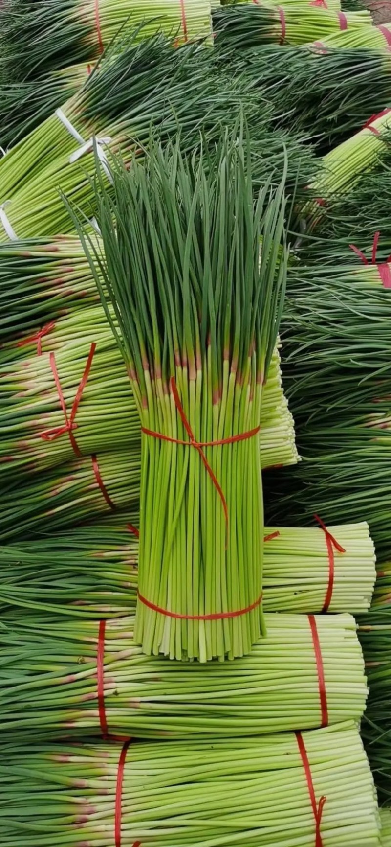 山东红帽蒜苔蒜薹清脆可口，大量供应产地一手货源