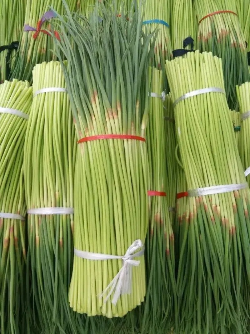 山东红帽蒜苔蒜薹清脆可口，大量供应产地一手货源