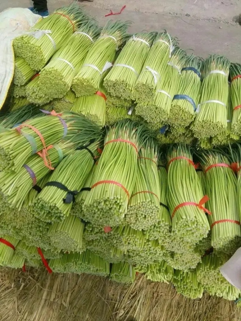 山东红帽蒜苔蒜薹清脆可口，大量供应产地一手货源