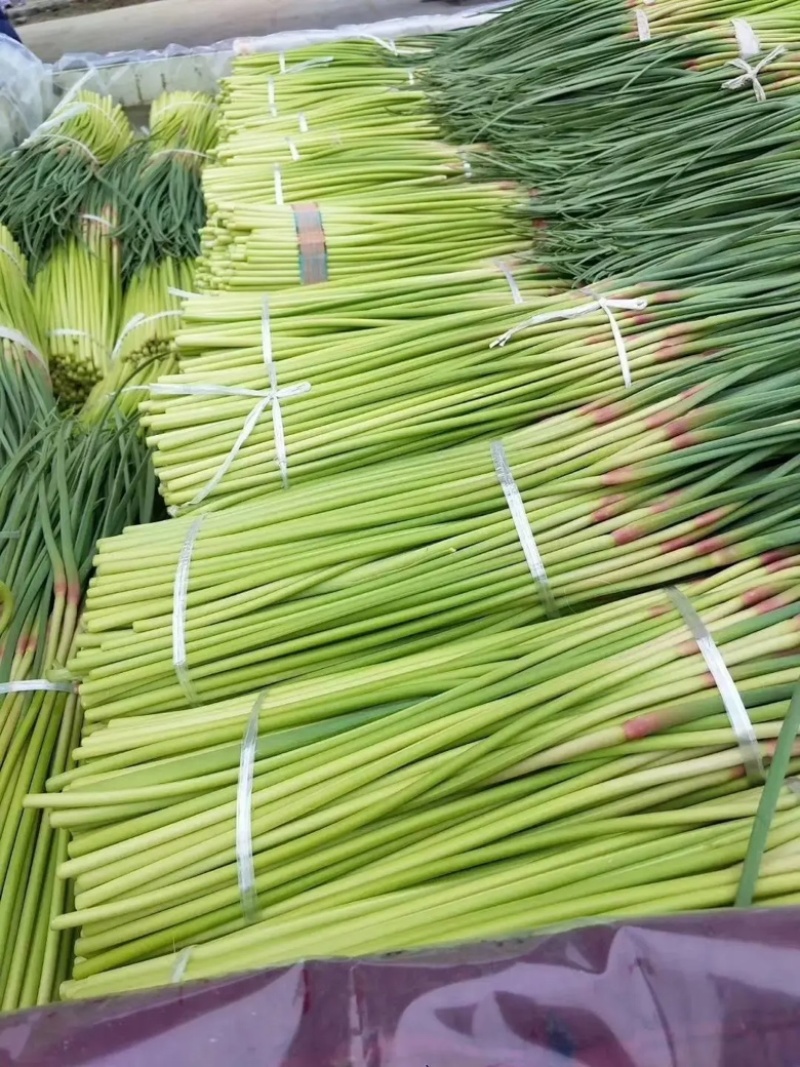 山东红帽蒜苔蒜薹清脆可口，大量供应产地一手货源