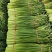 山东红帽蒜苔蒜薹清脆可口，大量供应产地一手货源