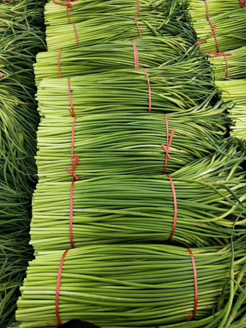 山东红帽蒜苔蒜薹清脆可口，大量供应产地一手货源