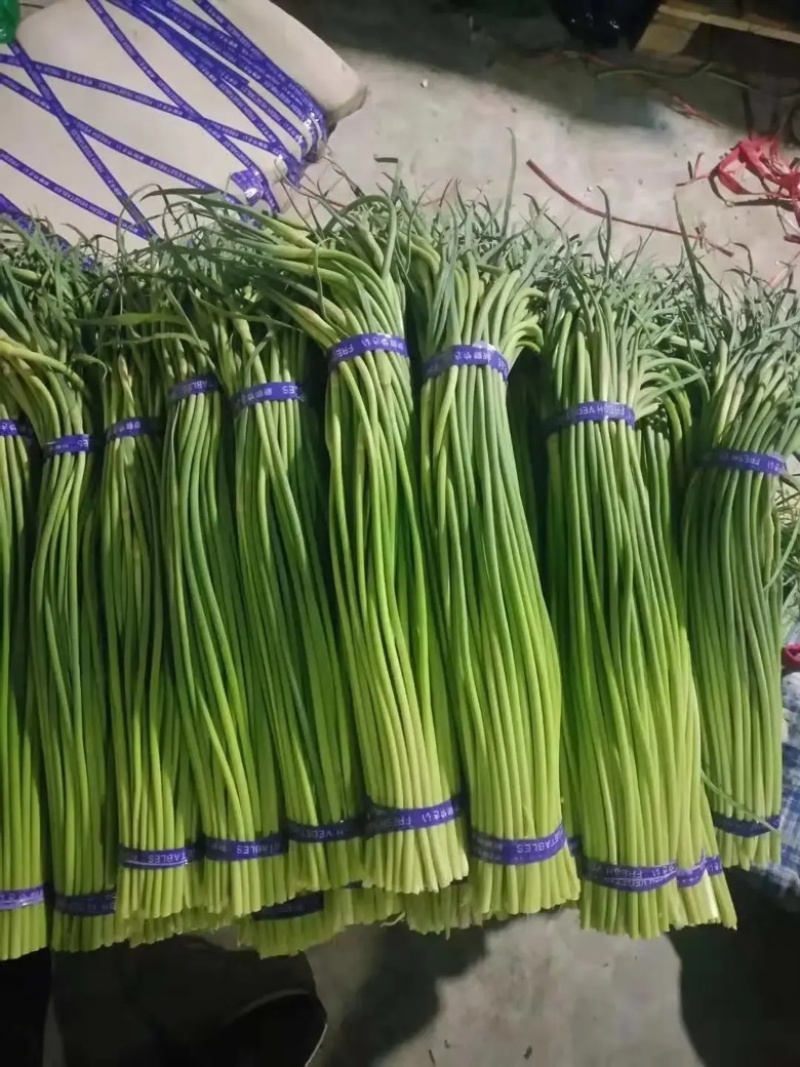 山东红帽蒜苔蒜薹清脆可口，大量供应产地一手货源