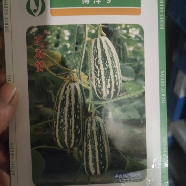 500粒博洋9号博洋8号博洋72甜瓜种子博洋全系列