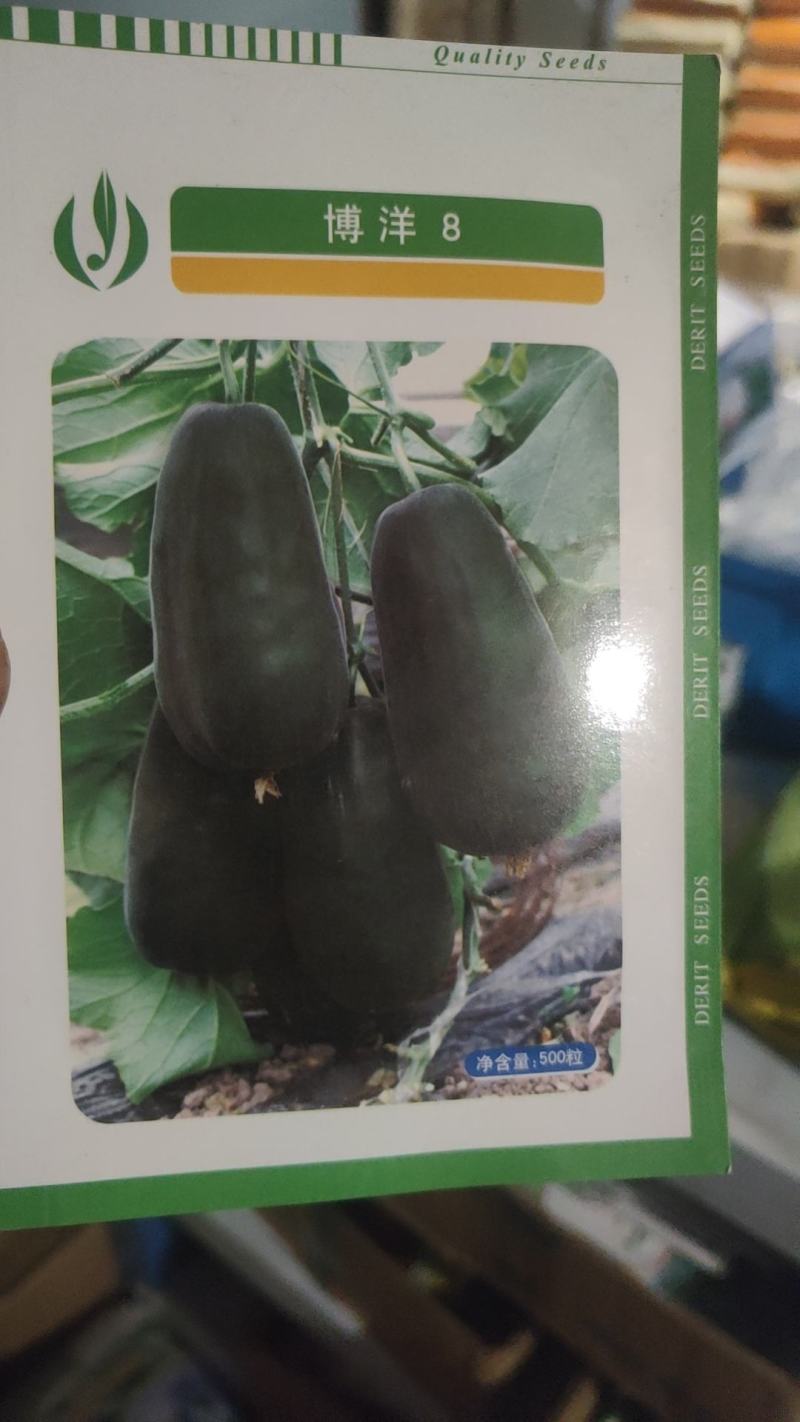 500粒博洋9号博洋8号博洋72甜瓜种子博洋全系列