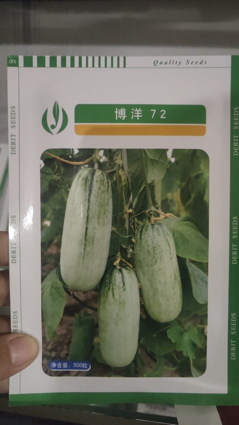 500粒博洋9号博洋8号博洋72甜瓜种子博洋全系列