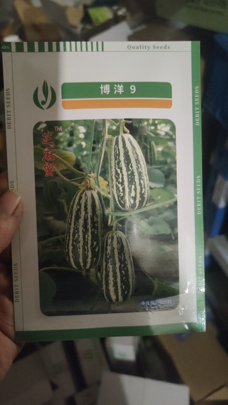 500粒博洋9号博洋8号博洋72甜瓜种子博洋全系列
