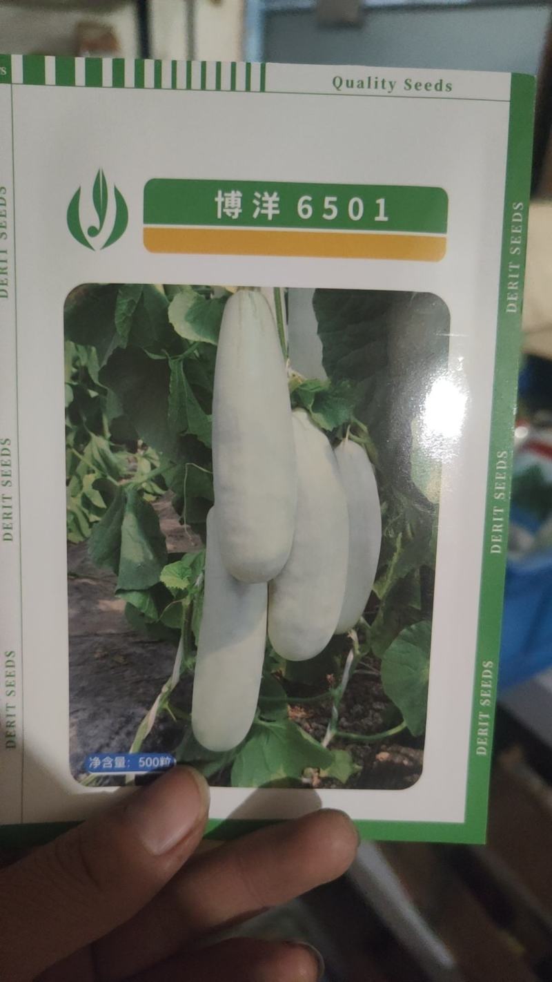 500粒博洋9号博洋8号博洋72甜瓜种子博洋全系列