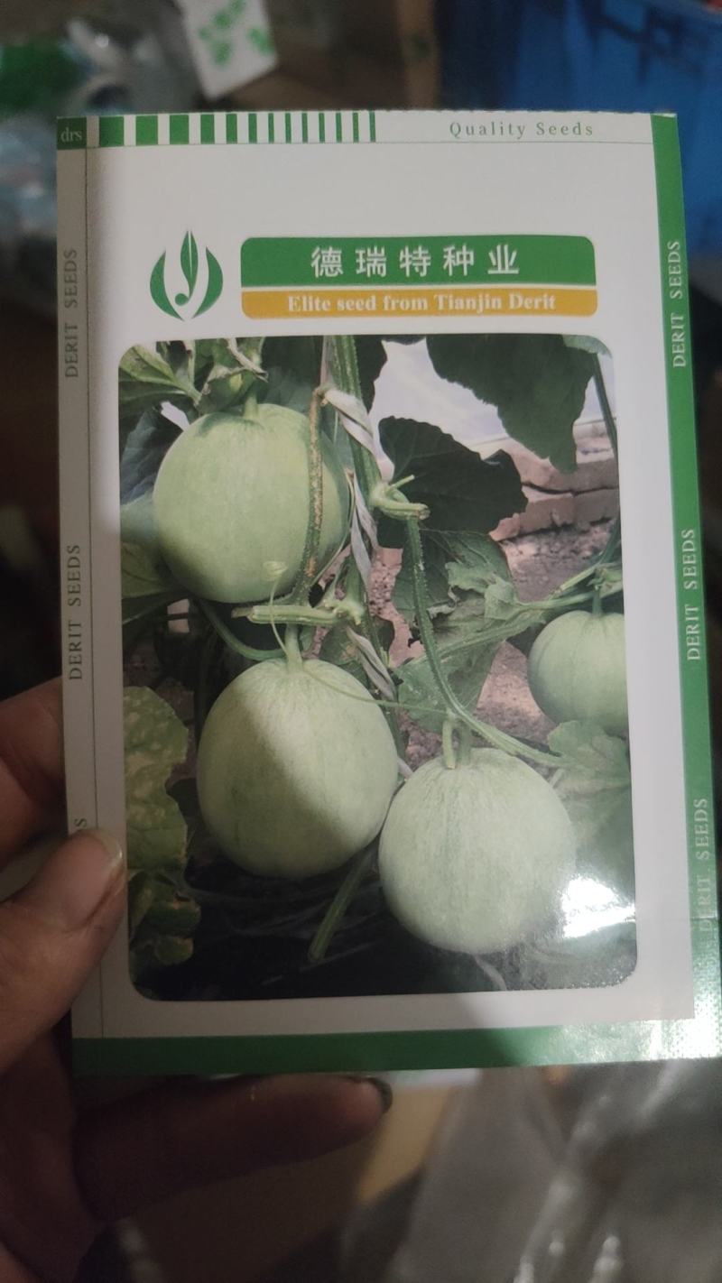 500粒博洋9号博洋8号博洋72甜瓜种子博洋全系列