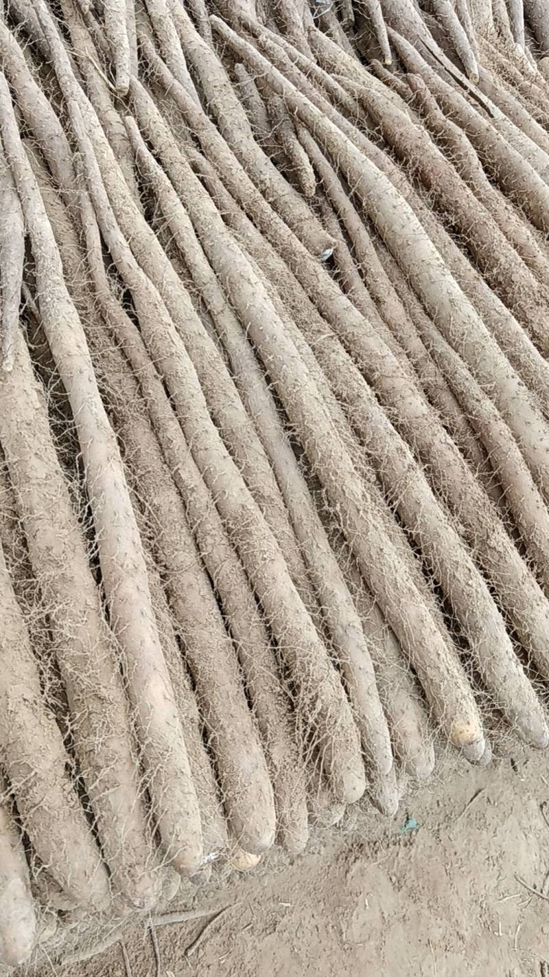 万亩基地山药大量有货，质量好，价格不高欢迎老板来采购。