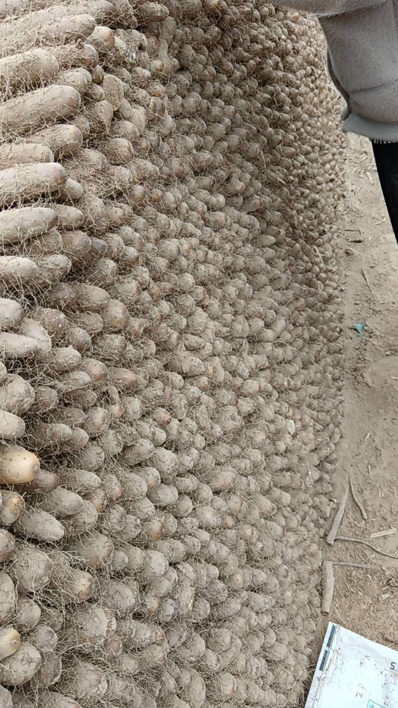 万亩基地山药大量有货，质量好，价格不高欢迎老板来采购。