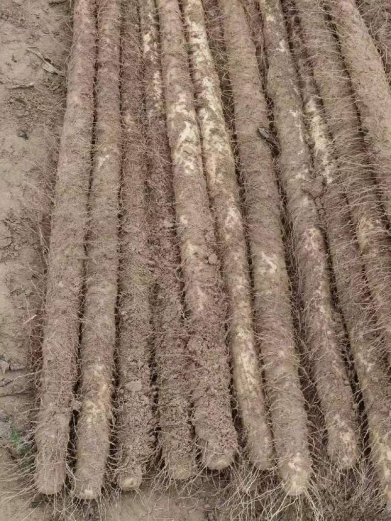 万亩基地山药大量有货，质量好，价格不高欢迎老板来采购。