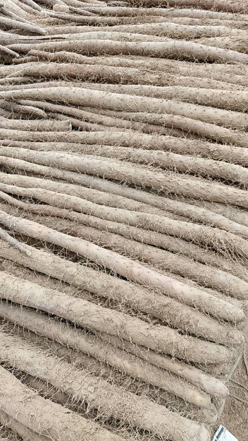 万亩基地山药大量有货，质量好，价格不高欢迎老板来采购。