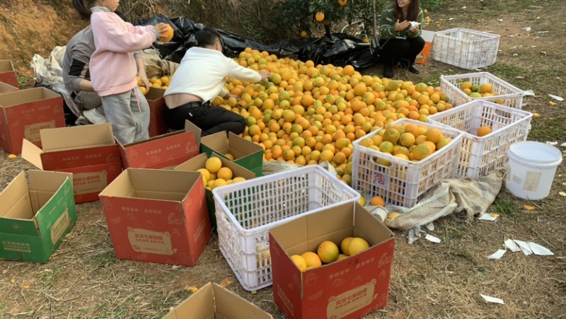 江西赣南脐橙10斤装甜蜜多汁现摘现发新鲜到家欢迎咨询