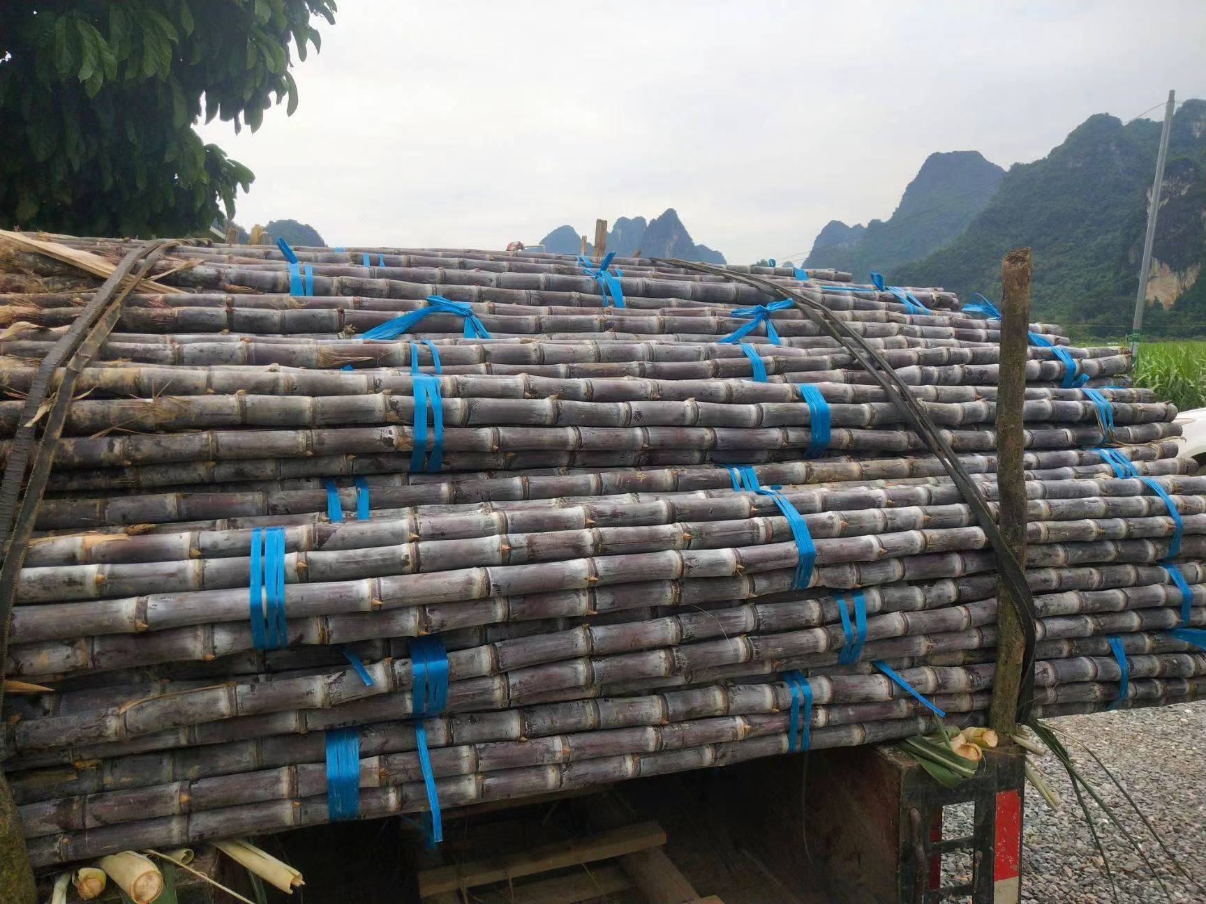 秘鲁安第斯山脉中的黑玛卡种植地 黑玛卡种植地