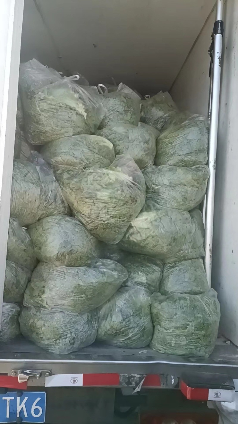 自家种植油麦菜精品