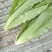 自家种植油麦菜精品