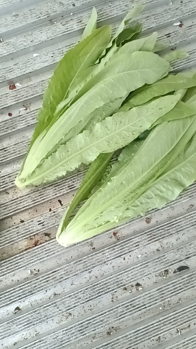自家种植油麦菜精品