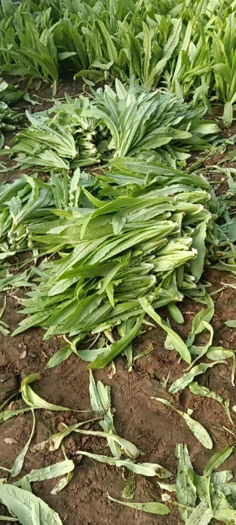 自家种植油麦菜精品