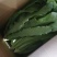 自家种植油麦菜精品