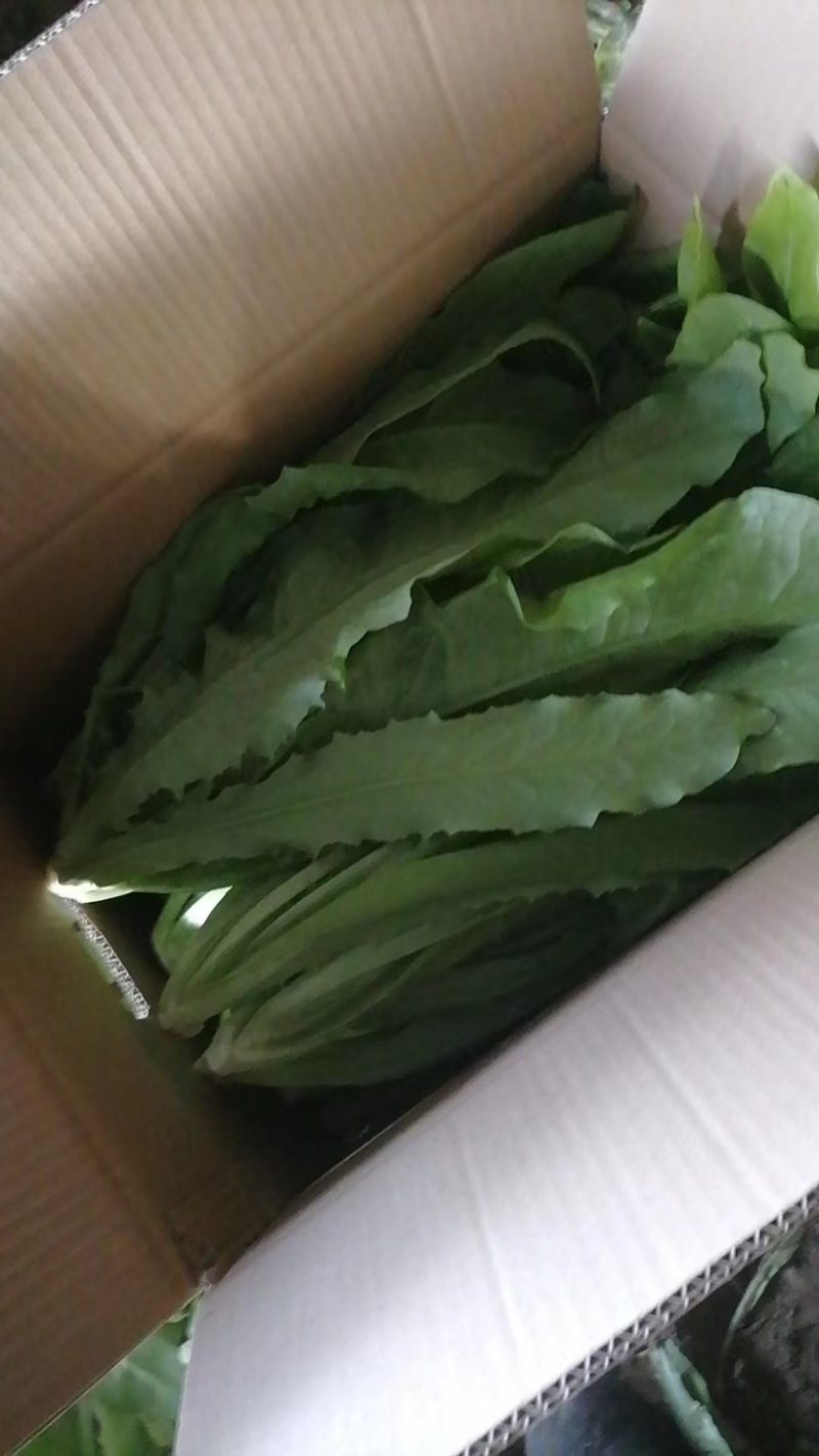 自家种植油麦菜精品