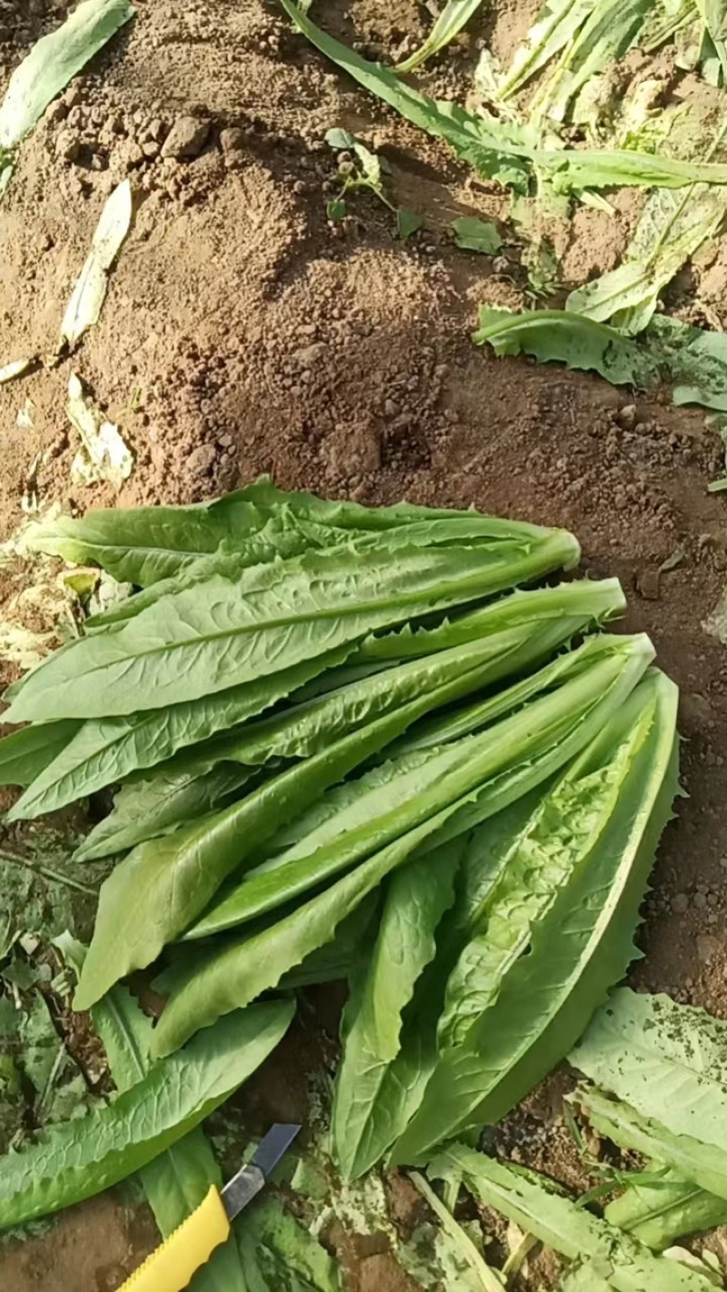 自家种植油麦菜精品