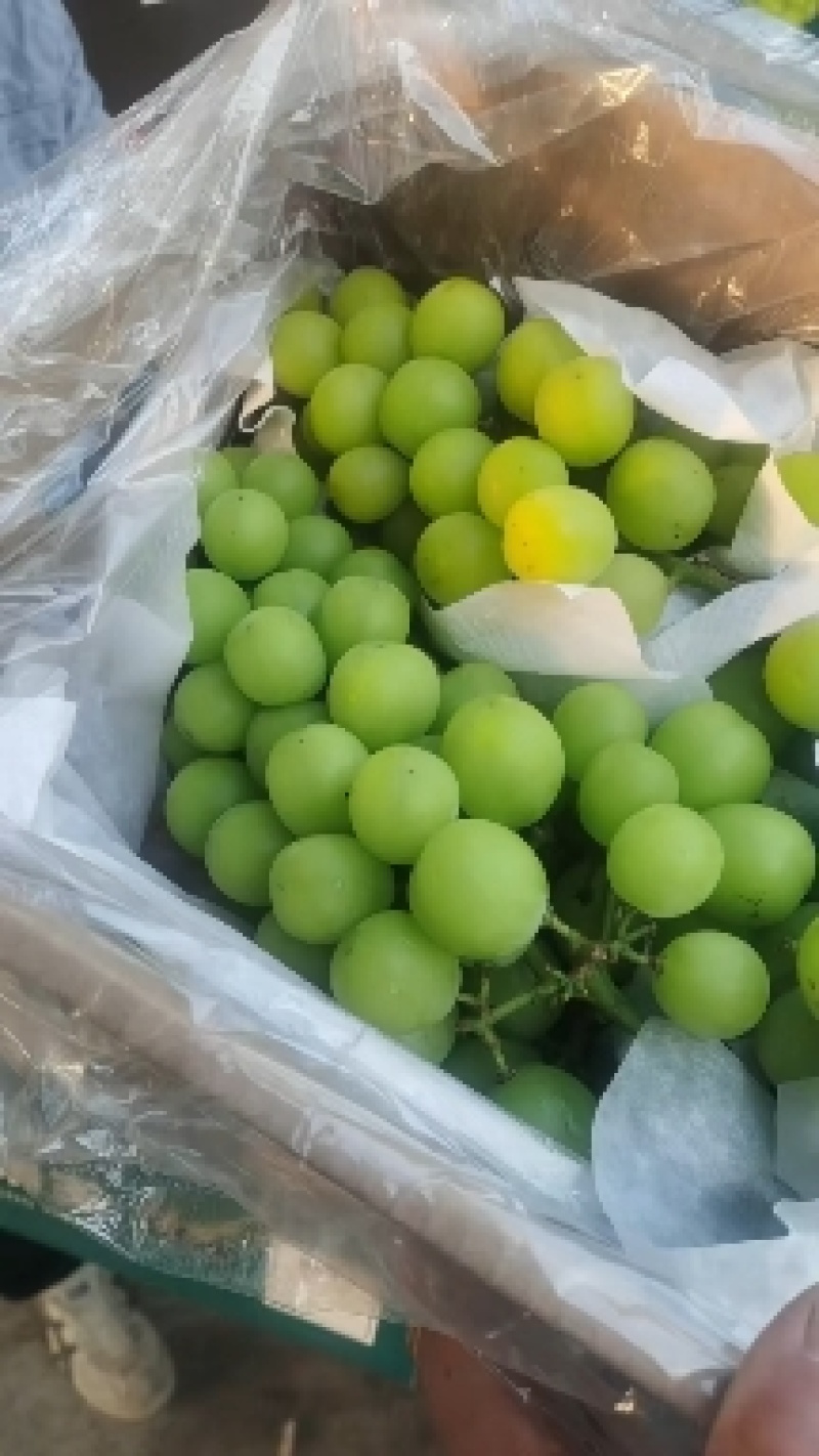 阳光玫瑰葡萄