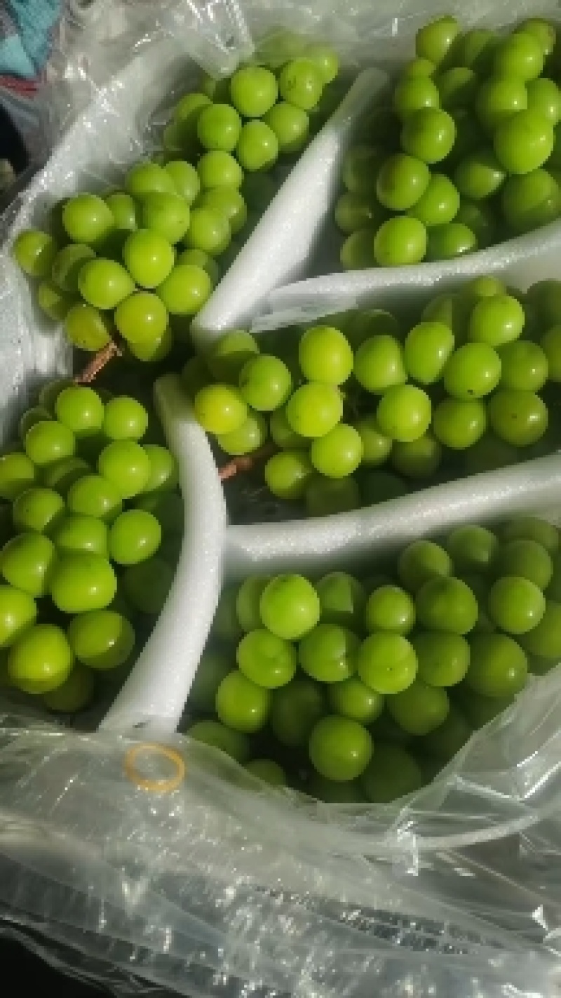 阳光玫瑰葡萄