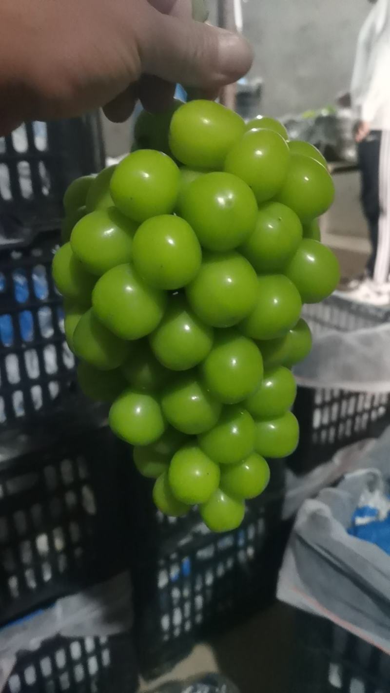 阳光玫瑰葡萄