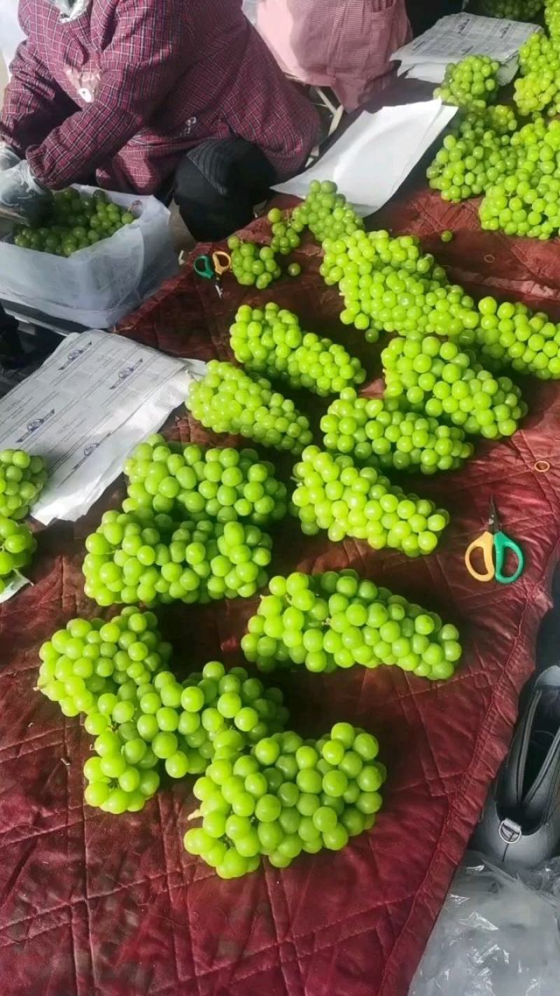 阳光玫瑰葡萄