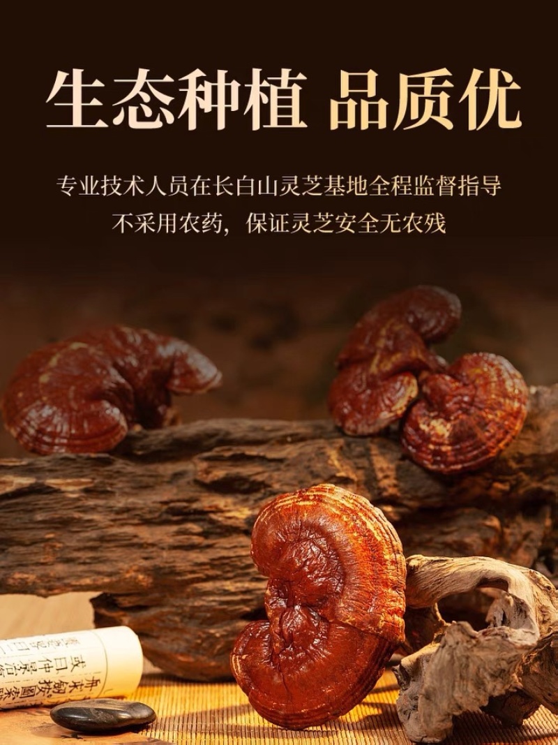 长白山灵芝孢子粉头道粉超细粉正品
