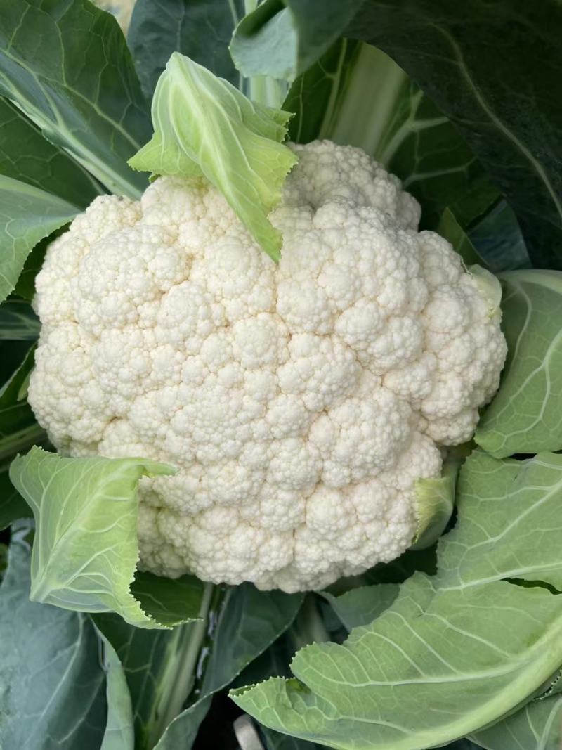 松花菜！散花菜，大量有货，支持视频看货！！！！