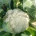 松花菜！散花菜，大量有货，支持视频看货！！！！