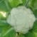 松花菜！散花菜，大量有货，支持视频看货！！！！