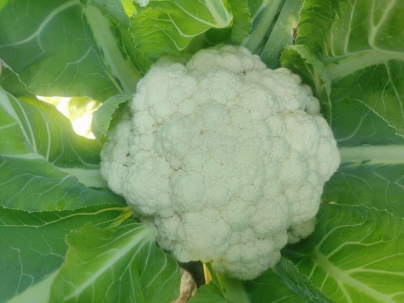 松花菜！散花菜，大量有货，支持视频看货！！！！