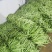 【扁豆】山东青扁芸豆承接批发餐饮全年有货网袋货品多样大扁刀豆