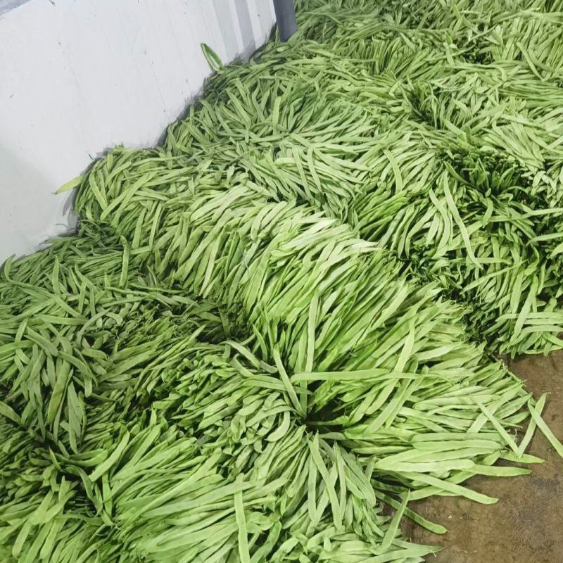 【扁豆】山东青扁芸豆承接批发餐饮全年有货网袋货品多样大扁刀豆
