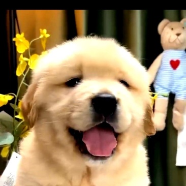 金毛犬-金毛幼犬-金毛宠物犬-金毛犬公母都有，疫苗齐全，