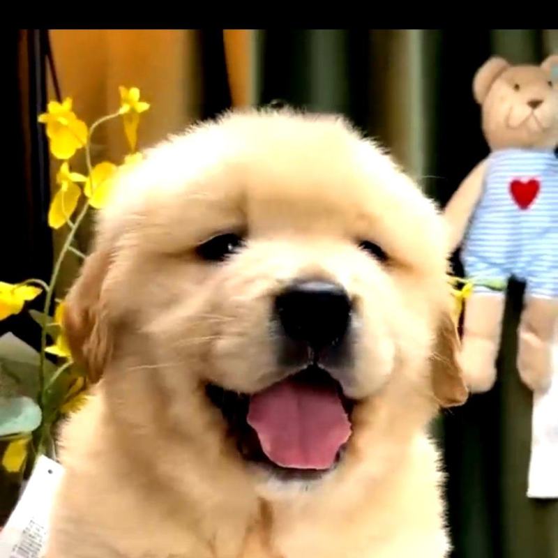 金毛犬-金毛幼犬-金毛宠物犬-金毛犬公母都有，疫苗齐全，