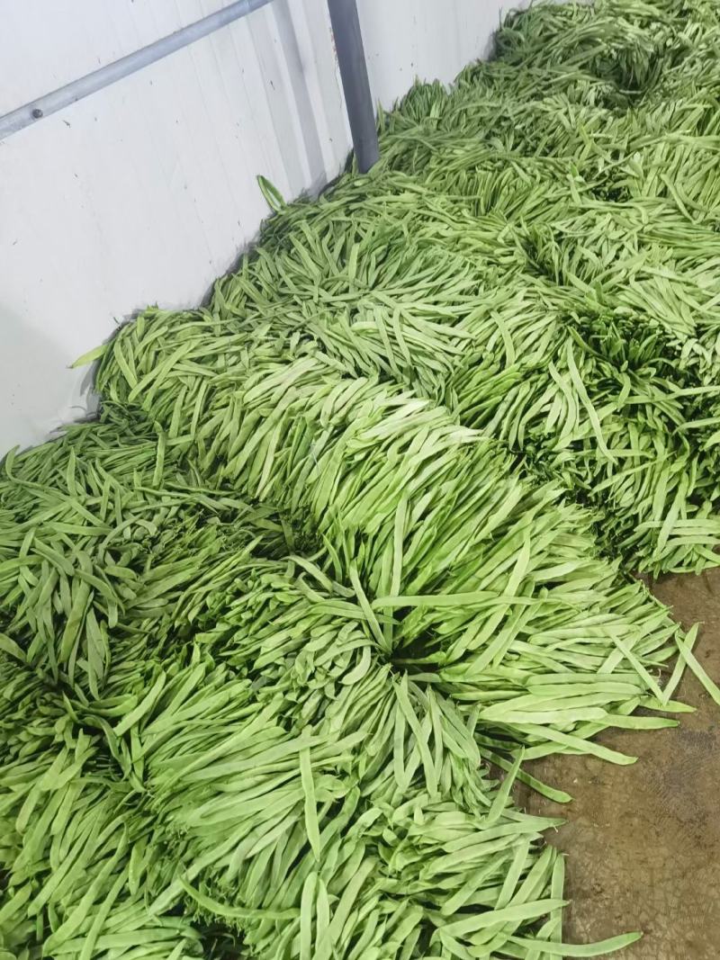 【扁豆】山东青扁芸豆承接批发餐饮全年有货网袋货品多样大扁刀豆