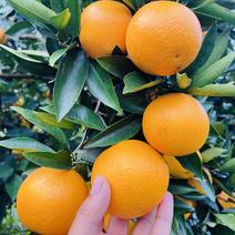 柑橘纽荷尔脐橙甜橙血橙金橙北培橙，香甜可口，果园直销