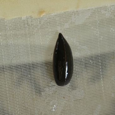 医蛭药典标准含量高一手货源货源充足
