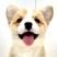 【荐】柯基犬-柯基幼犬-柯基宠物犬-公母都有，可视频挑选